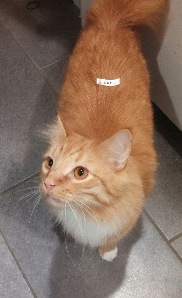 Забавные коты. часть 11 (25 фото)