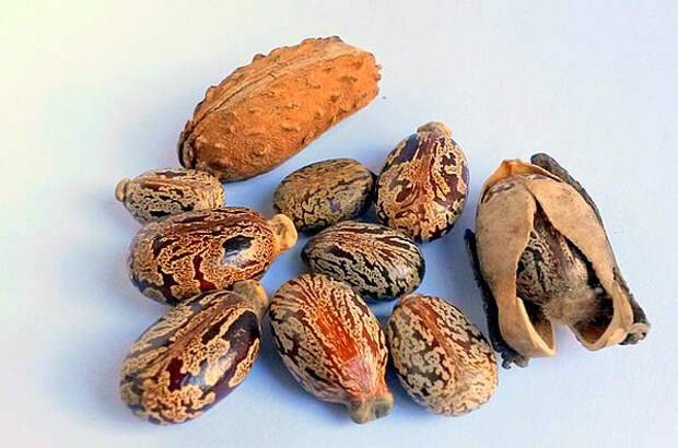 Семена клещевины, содержащие большие количества рицина.