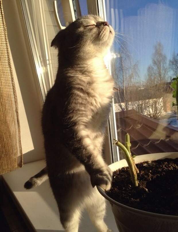 Кот, который увидел солнце в мире, животные, люди, фото