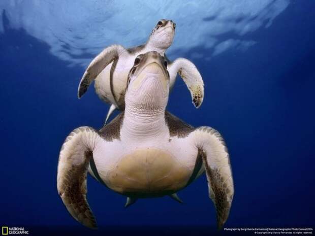 Лучшие фотографии National Geographic ноября 2014 (10 фото)