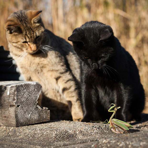 Кошки в фотографиях Сэйдзи Мамия 