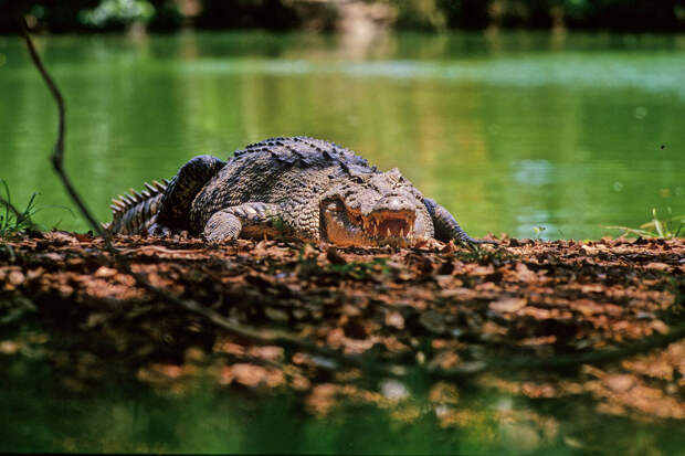 The Hindu: Индия хочет использовать змей и крокодилов для охраны границ