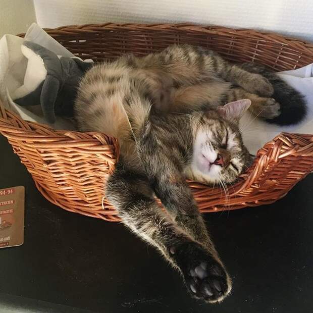 20+ котеек, которые пренебрегают всеми известными законами физики