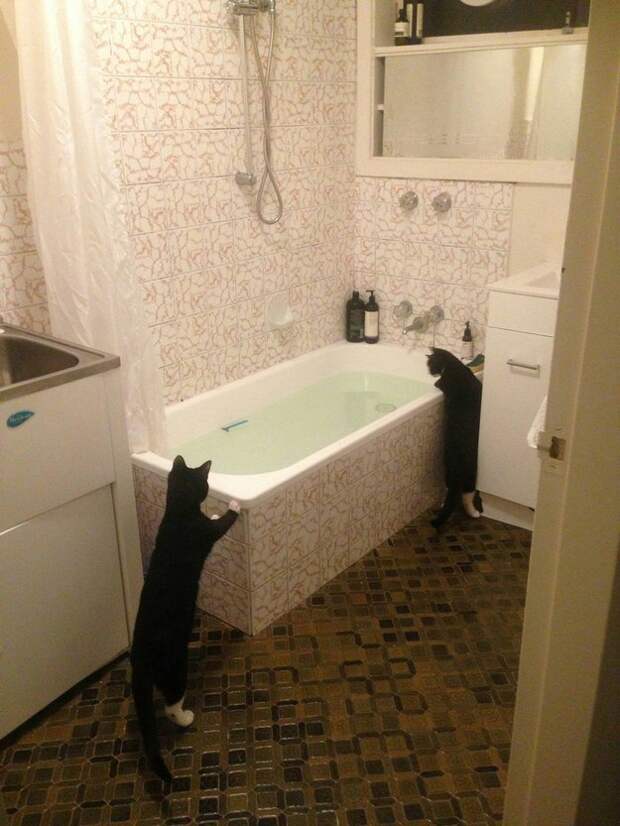 коты обожающие воду
