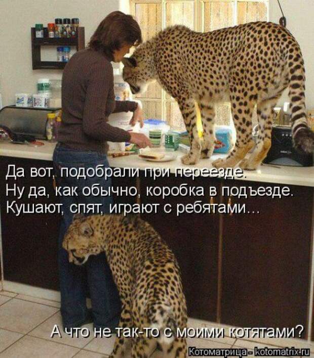 Новая котоматрица для хорошего настроения (32 фото)