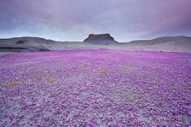 UtahDesert12 800x533 Цветущая пустыня Анза Боррего