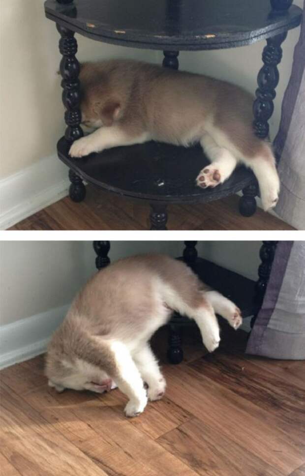 Милота дня! Спим где хотим!)))