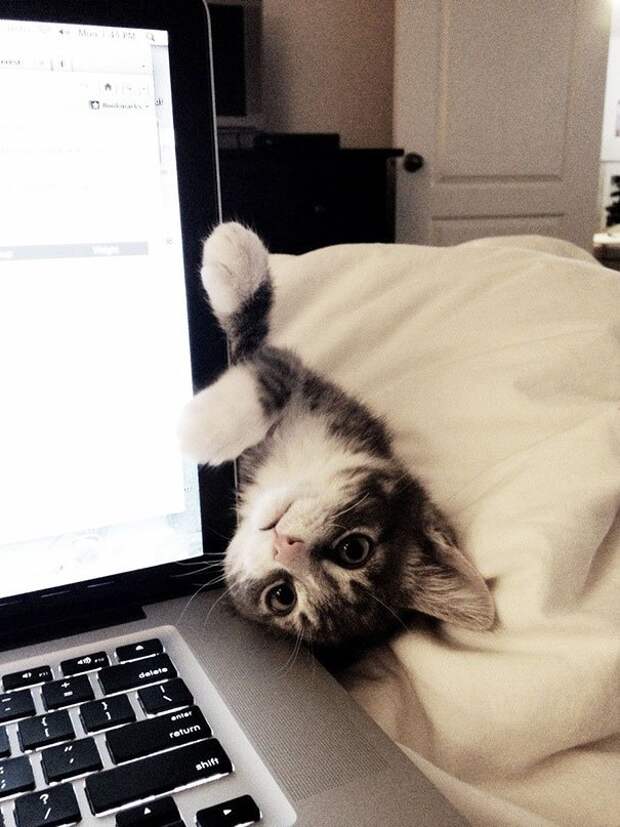 кошка мешает читать