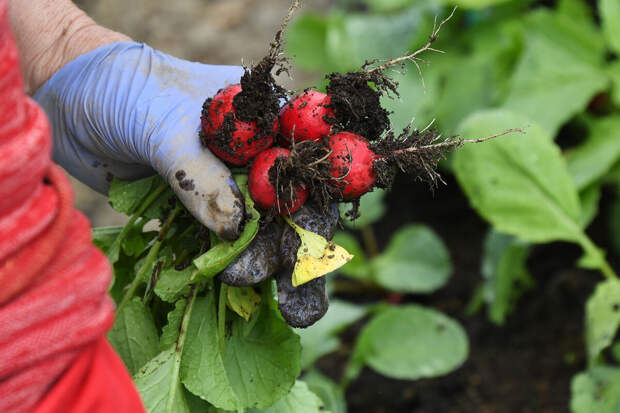 Психиатр Литков: клиническая депрессия не лечится грядками и дачей