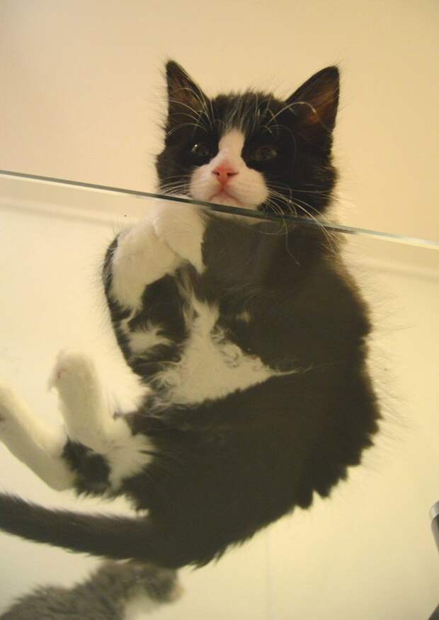 кошка сидит на стеклянном столике 