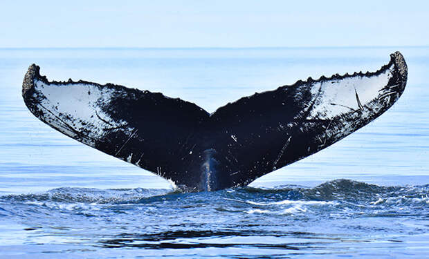 Океанологи увидели хвост над водой и поняли, что этого же кита люди видели здесь почти 40 лет назад: сравнение фото