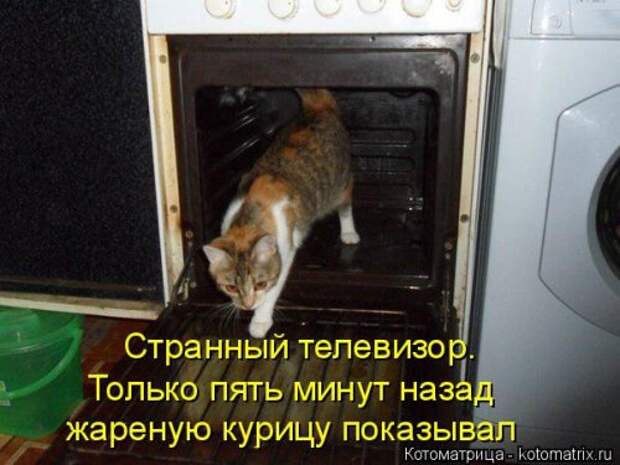 Котоматрица свежак (36 шт)