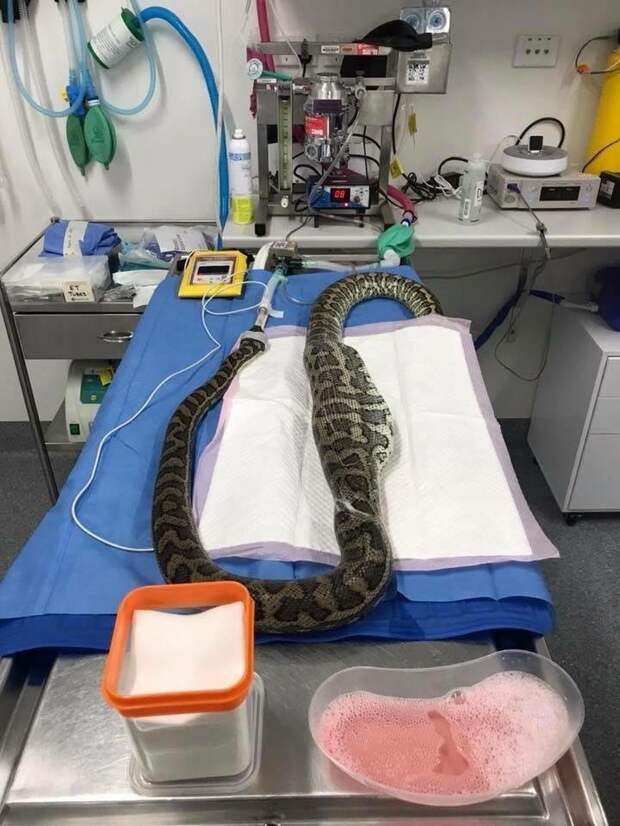 Чтобы спасти змею, ей пришлось сделать операцию в мире, животные, змея, история, операция, тапок