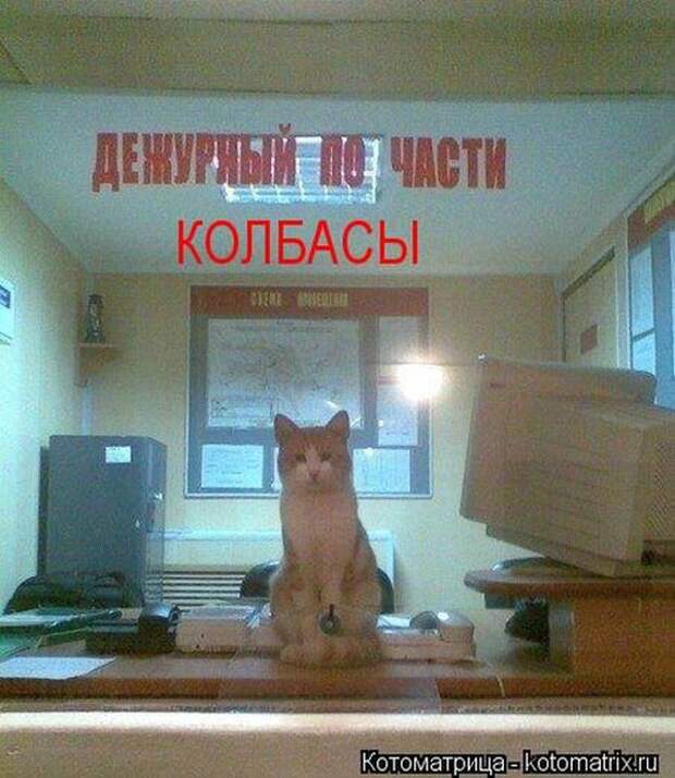 Лучшие котоматрицы недели