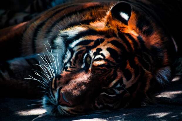Тигр, Живая Природа, Животных, Кошка, Хищник, Кошачий