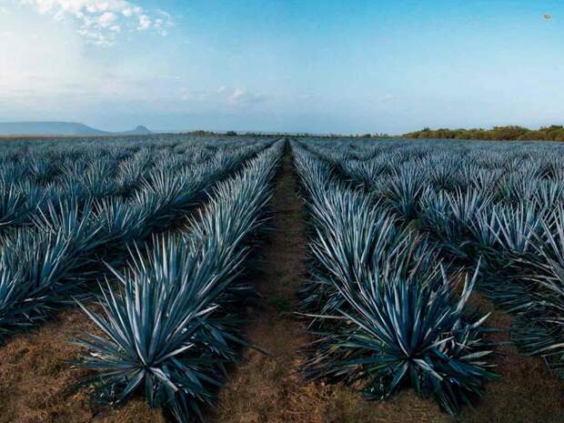 Настоящую текилу делают исключительно из сока Голубой агавы (Agave Tequilana Weber). текила, факты