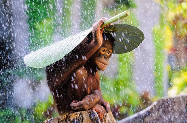 19. Юный орангутан прячется от дождя. без фотошопа, удивительные фотографии, фото