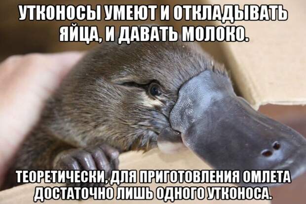 Прикольные и смешные картинки Прикольные и смешные картинки