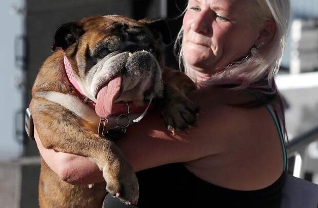 World's Ugliest Dog