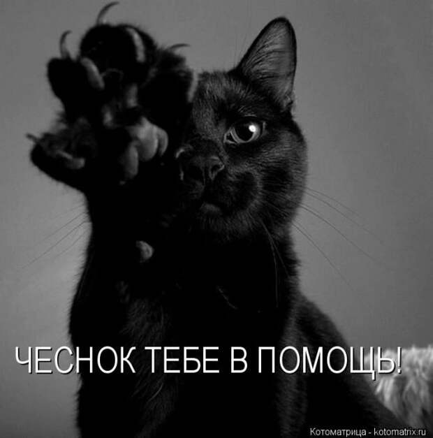 Лучшие котоматрицы недели
