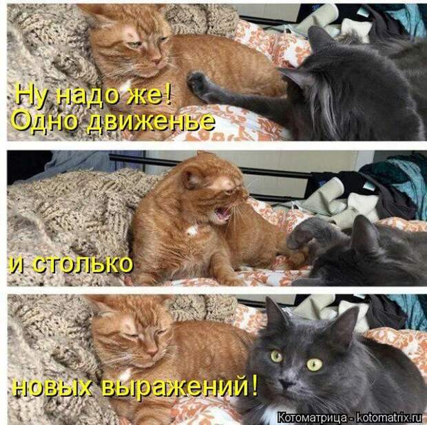 Лучшие котоматрицы недели