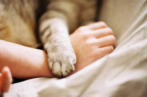 кошачьи лапы