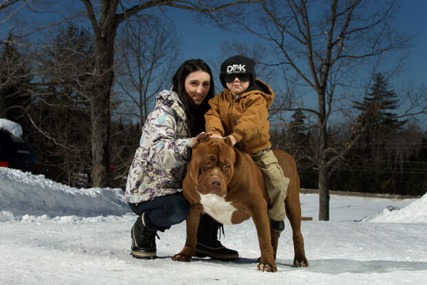 pitbull 02 Халк зубами щёлк: крупнейший питбуль в мире