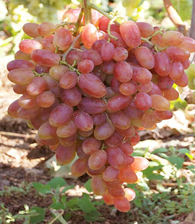 Столовые сорта винограда