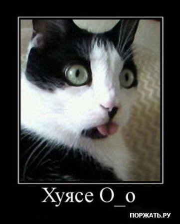 Демотиваторы про котэ (30 фотэ)