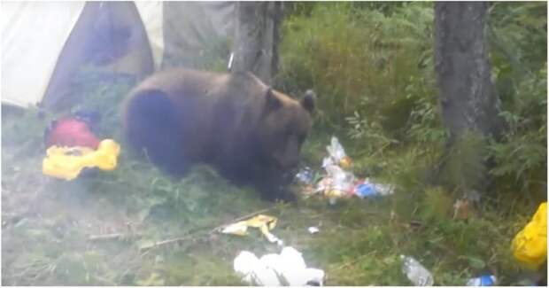 Наглый медведь съел продукты отправившегося в поход сибиряка видео, еда, животные, медведь, прикол, продукты, турист