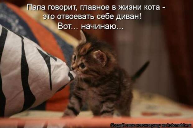 Котоматрицы(картинки с надписями)