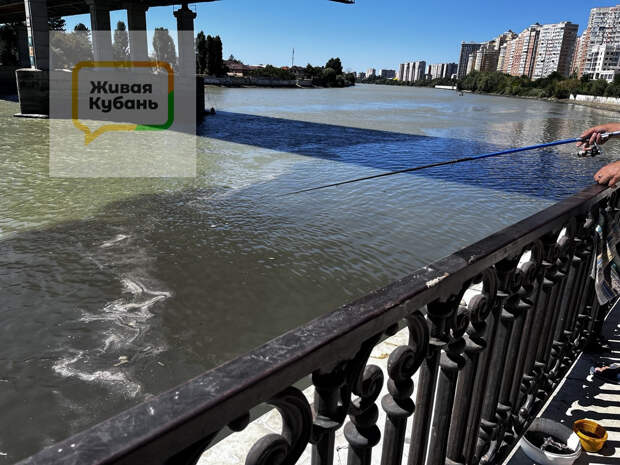 Фото: Живая Кубань