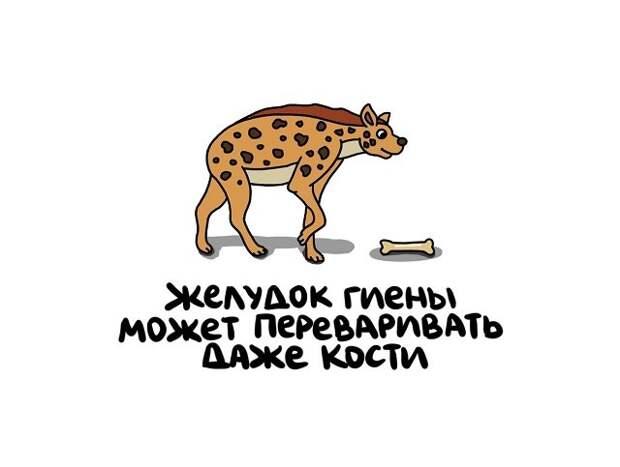 Интересные и короткие факты на все случаи жизни