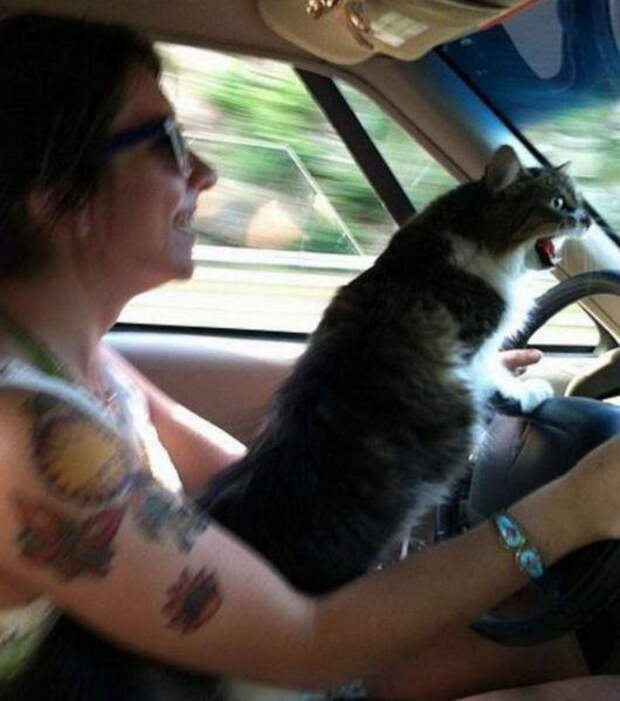 Забавные коты. часть 11 (25 фото)