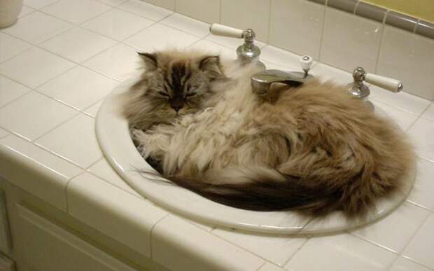Несколько способов использования котов в хозяйстве: Наведет порядок в ванной.