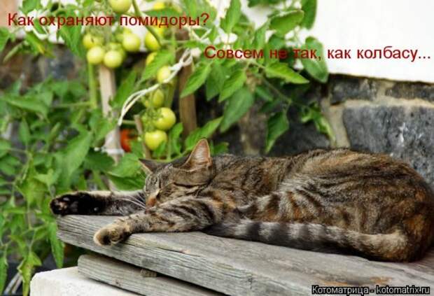 Лучшие котоматрицы недели