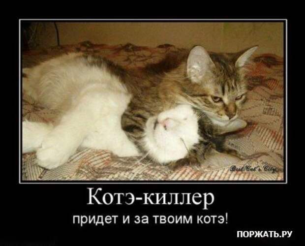 Про котэ