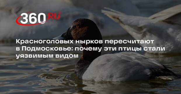 В Подмосковье подсчитают исчезающих уток — красноголовых нырков