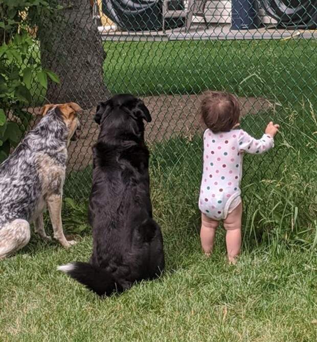 Our neighbor gives treats through the fence