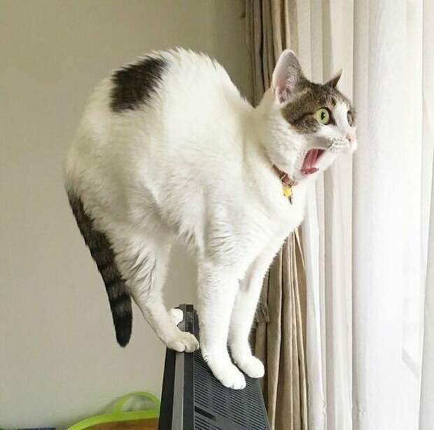 Коты, которым самое место в драмкружке