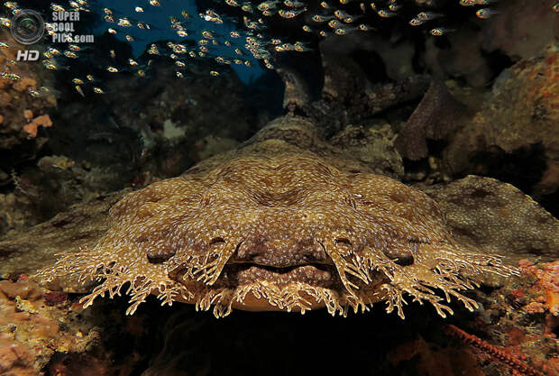 Категория: Sharks. 2 место. (Andre Philip/UnderwaterPhotography.com)