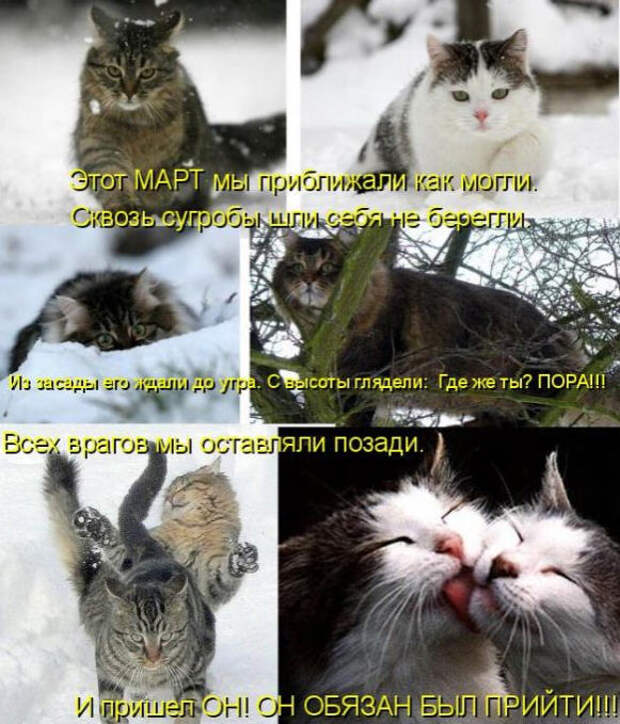 Смешные животные из КотоМатрицы (49 шт.) Смешные животные из КотоМатрицы (49 шт.)