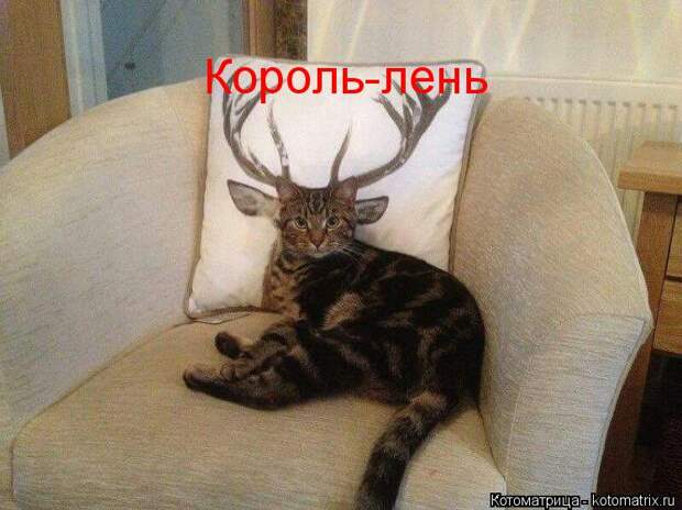 Котоматрица: . Король-лень