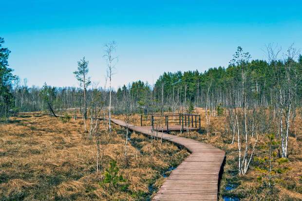 Деревянный настил и обзорная площадка маршрута экологической тропы «Сестрорецкое болото»