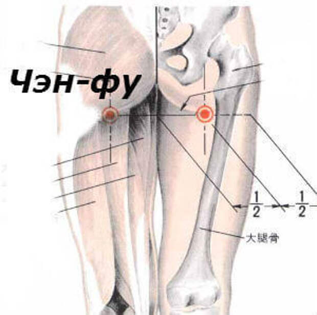 Ая точка. Точка Инь Мэнь. Точка Чэн фу. Массаж точки Чэн-фу.. Точка Чэн-фу местоположение.
