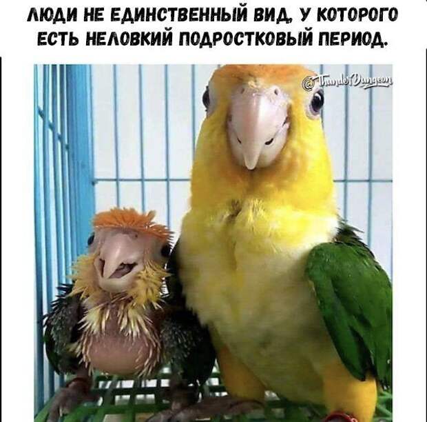 Картинки с надписями для настроения картинки с подписями, подборка, позитив, юмор