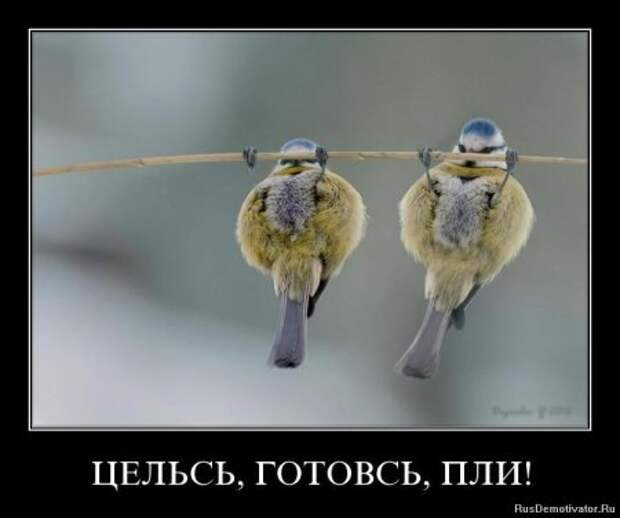 Демотиваторы фото приколы картинки с надписями.