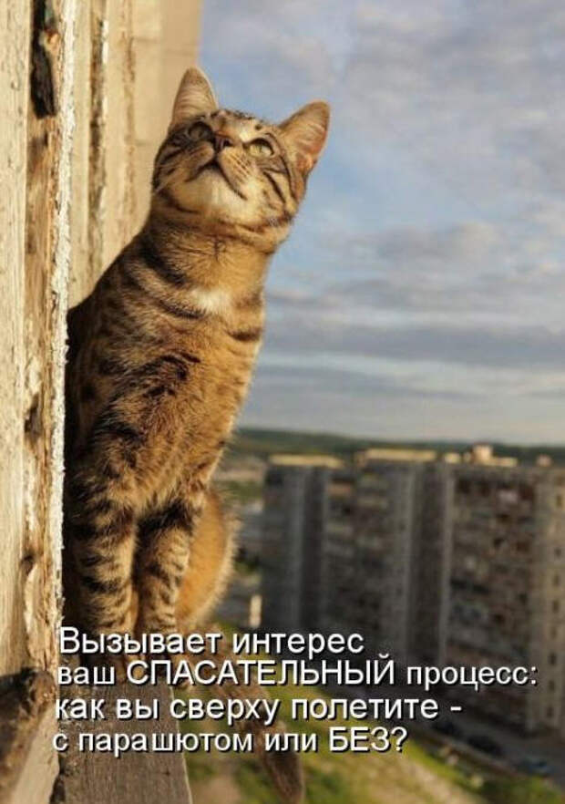 Смешные животные из КотоМатрицы (49 шт.) Смешные животные из КотоМатрицы (49 шт.)