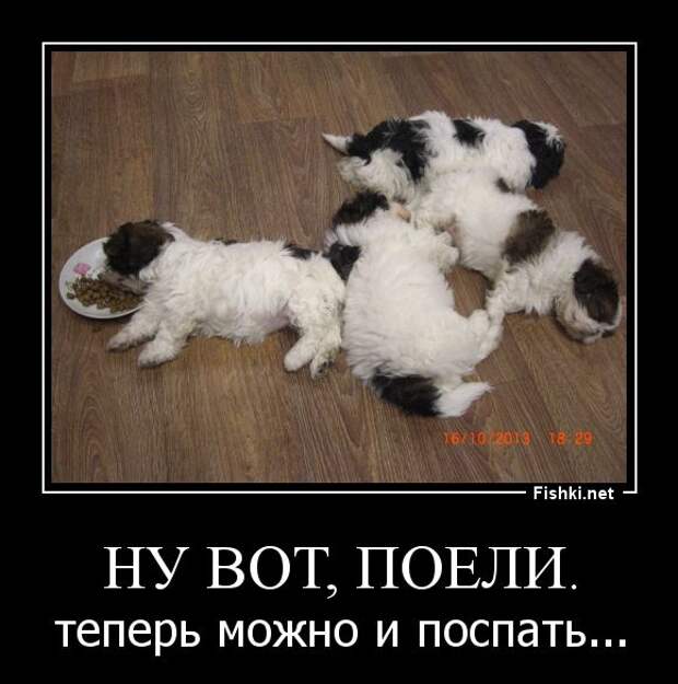 Демотиваторы демотиваторы, прикол, смех, юмор