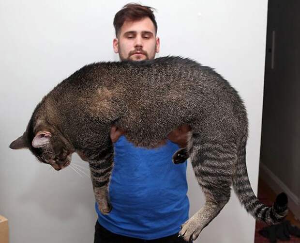 самые огромные кошки